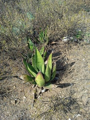 Agave salmiana