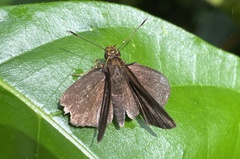 Miltomiges cinnamomea