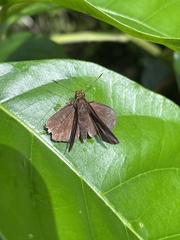 Miltomiges cinnamomea