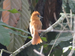 Pachyramphus cinnamomeus