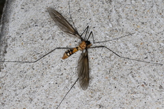 Leptotarsus clavatus
