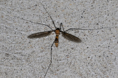 Leptotarsus clavatus