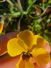 Viola pedunculata