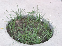 Zephyranthes chlorosolen