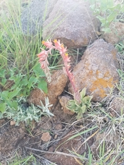 Echeveria strictiflora