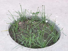 Zephyranthes chlorosolen