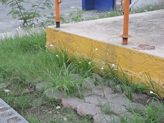 Zephyranthes chlorosolen