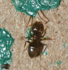 Brachymyrmex obscurior