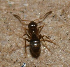 Brachymyrmex obscurior