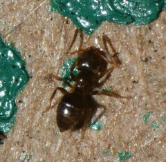 Brachymyrmex obscurior