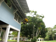 Gasteracantha cancriformis