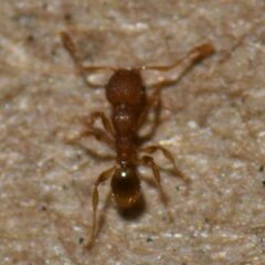 Pheidole navigans