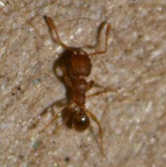 Pheidole navigans