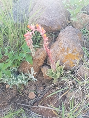Echeveria strictiflora