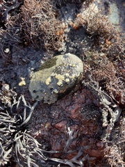 Haliotis cracherodii