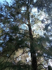 Casuarina cunninghamiana
