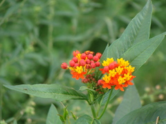 Asclepias curassavica