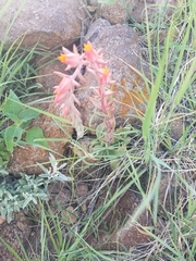 Echeveria strictiflora