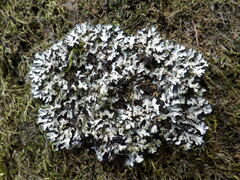 Phaeophyscia hispidula