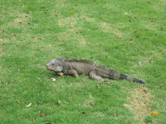 Iguana iguana
