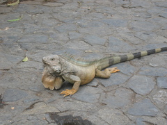 Iguana iguana