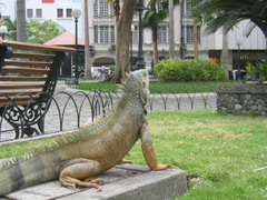 Iguana iguana