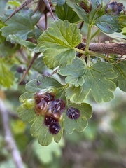 Ribesia sarae