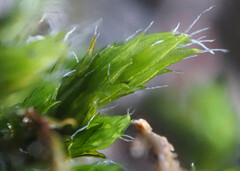 Orthotrichum diaphanum