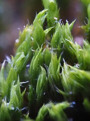 Orthotrichum diaphanum
