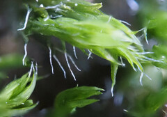 Orthotrichum diaphanum