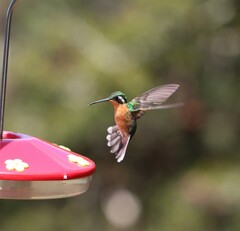 Lampornis castaneoventris