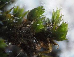 Orthotrichum diaphanum