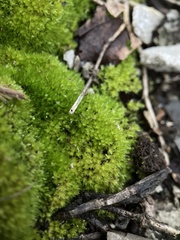 Ptychostomum pseudotriquetrum