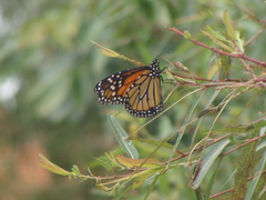 Danaus plexippus