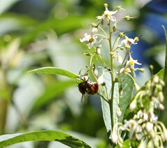 Bombus ephippiatus