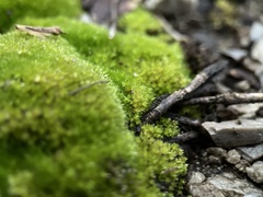 Ptychostomum pseudotriquetrum