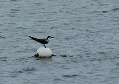 Onychoprion anaethetus