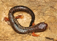 Mushroomtongue Salamander photo 1