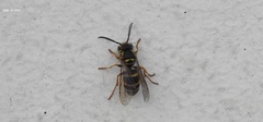 Vespula koreensis