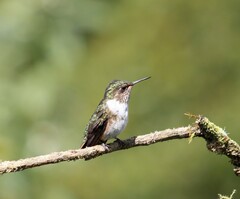 Selasphorus flammula