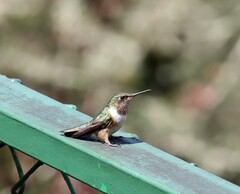Selasphorus flammula