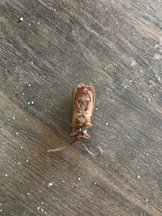 Cerambycoidea