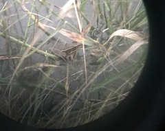 Lithobates berlandieri