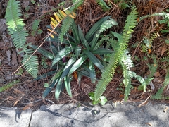 Tradescantia spathacea