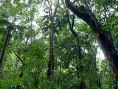 Rhaphidophora decursiva