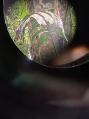 Rhaphidophora decursiva