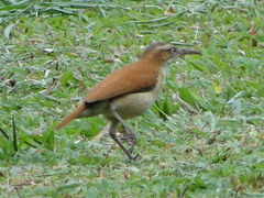 Furnarius leucopus cinnamomeus