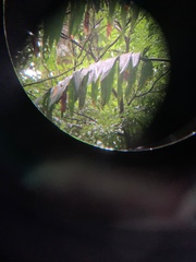 Rhaphidophora decursiva