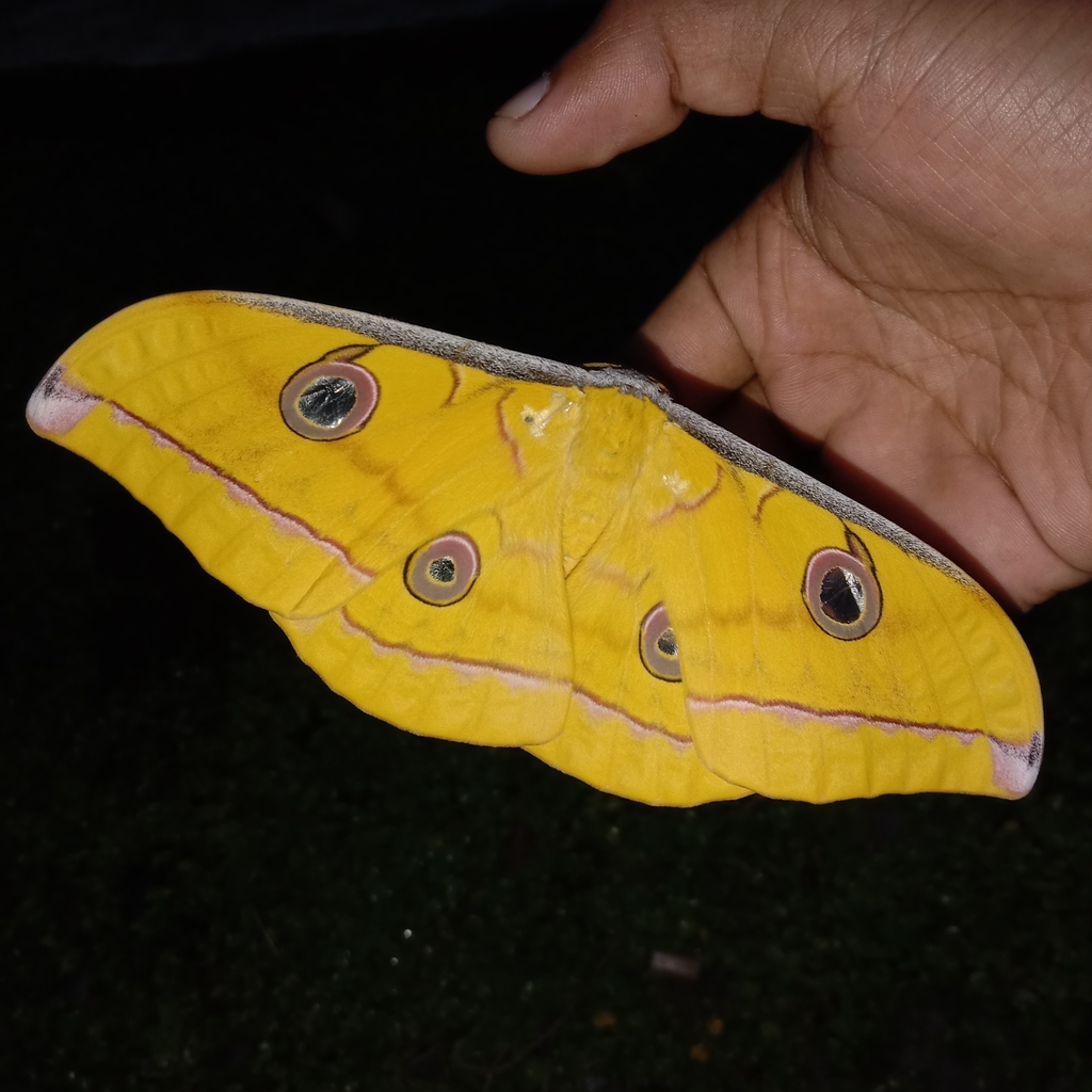Antheraea jana