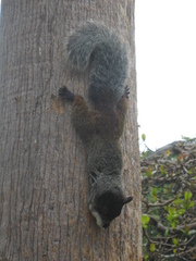 Sciurus stramineus